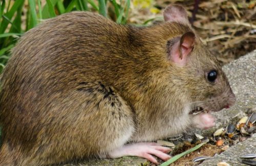 Rodent Control Los Angeles - Wildlife Removal Los Angeles